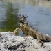 iguana_green_tf_gc_v_0178_cay1095.jpg
